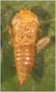 Cranberry blossomworm larva