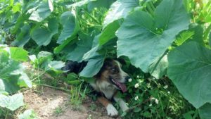 Dog resting in the shade