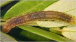 Spotted fireworm larva