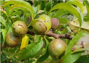 Bacterial spot on nectarine fruit and leaves during early June