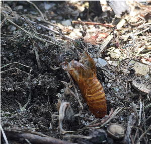 Grape root borer pupal case left on ground after the adult emerged from the roots at the base of the grape vine