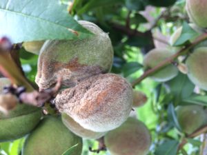 Brown rot on green fruit