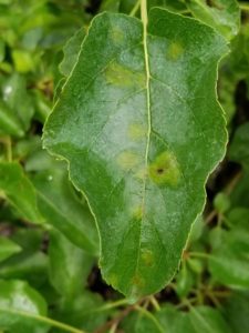 Primary scab on leaves