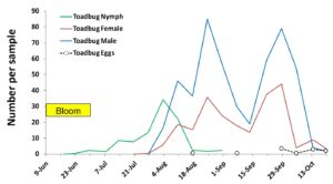 Seasonal number of toad bug nymphs and adults per sweep net sample