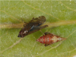 Sharpnosed leafhoppers