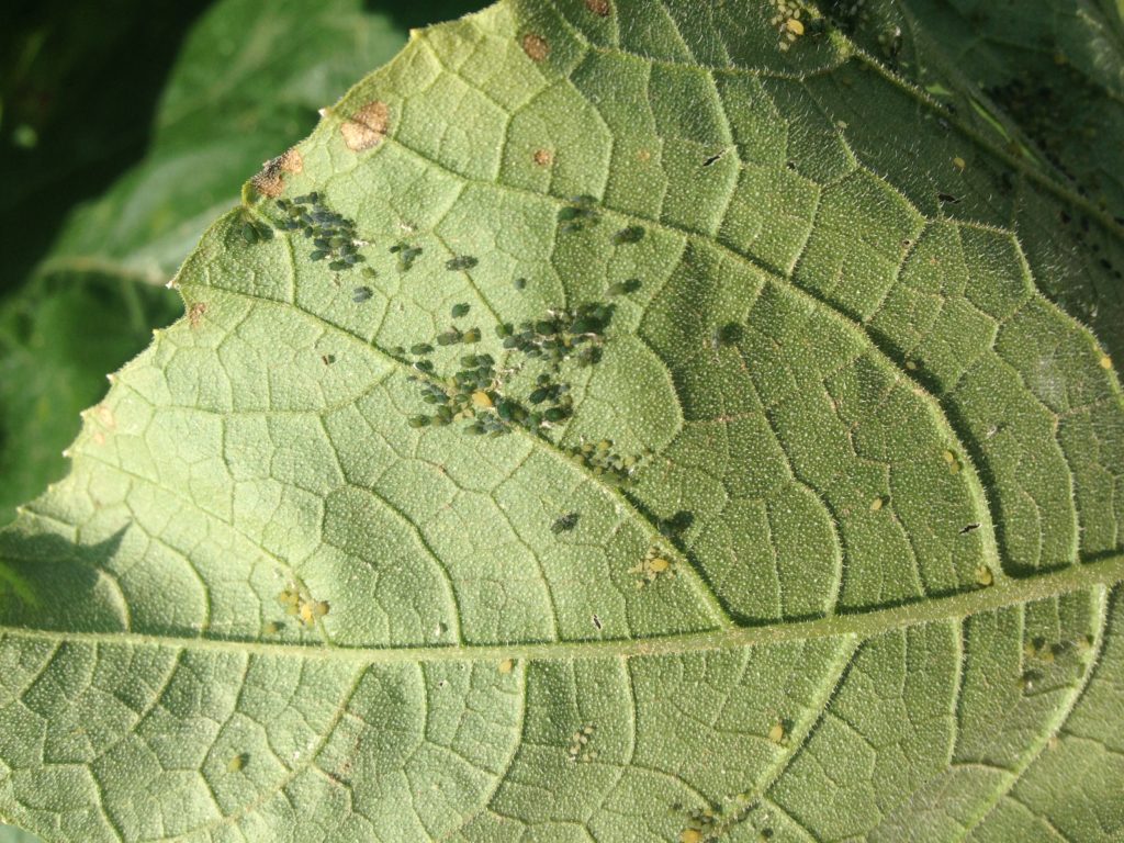 Vegetable IPM Update 10/02/19 — Plant & Pest Advisory