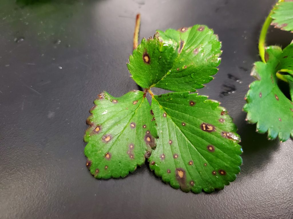Identifying and controlling common leaf spot in strawberry — Plant ...