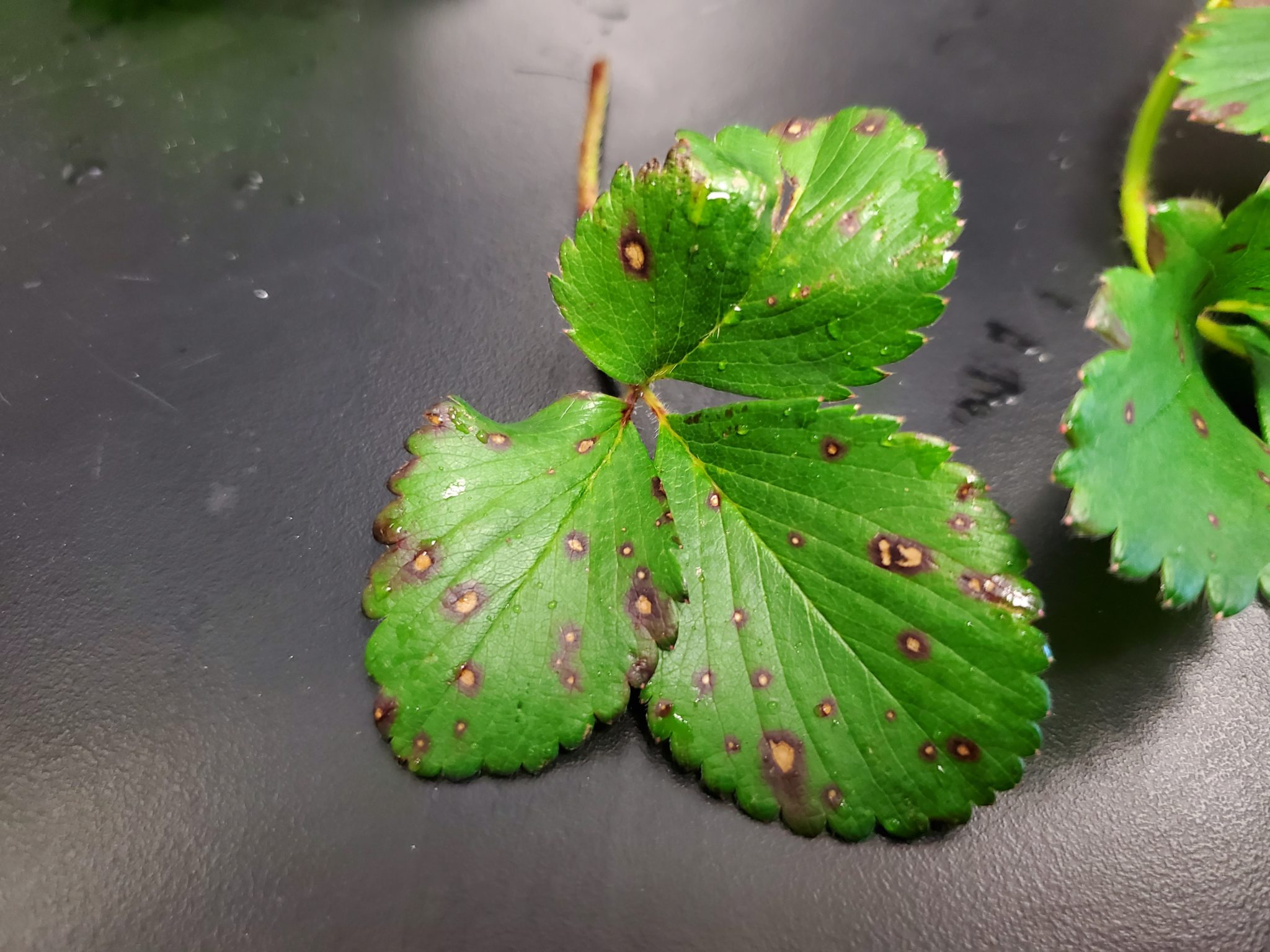 Identifying And Controlling Common Leaf Spot In Strawberry Plant 