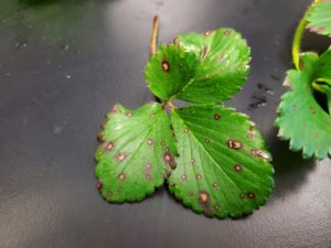 Strawberry leaf spot on infected leaves