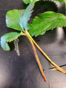 Symptoms of strawberry leaf spot on infected leaf petioles