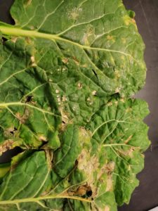 Bacterial leaf spot in savoy cabbage