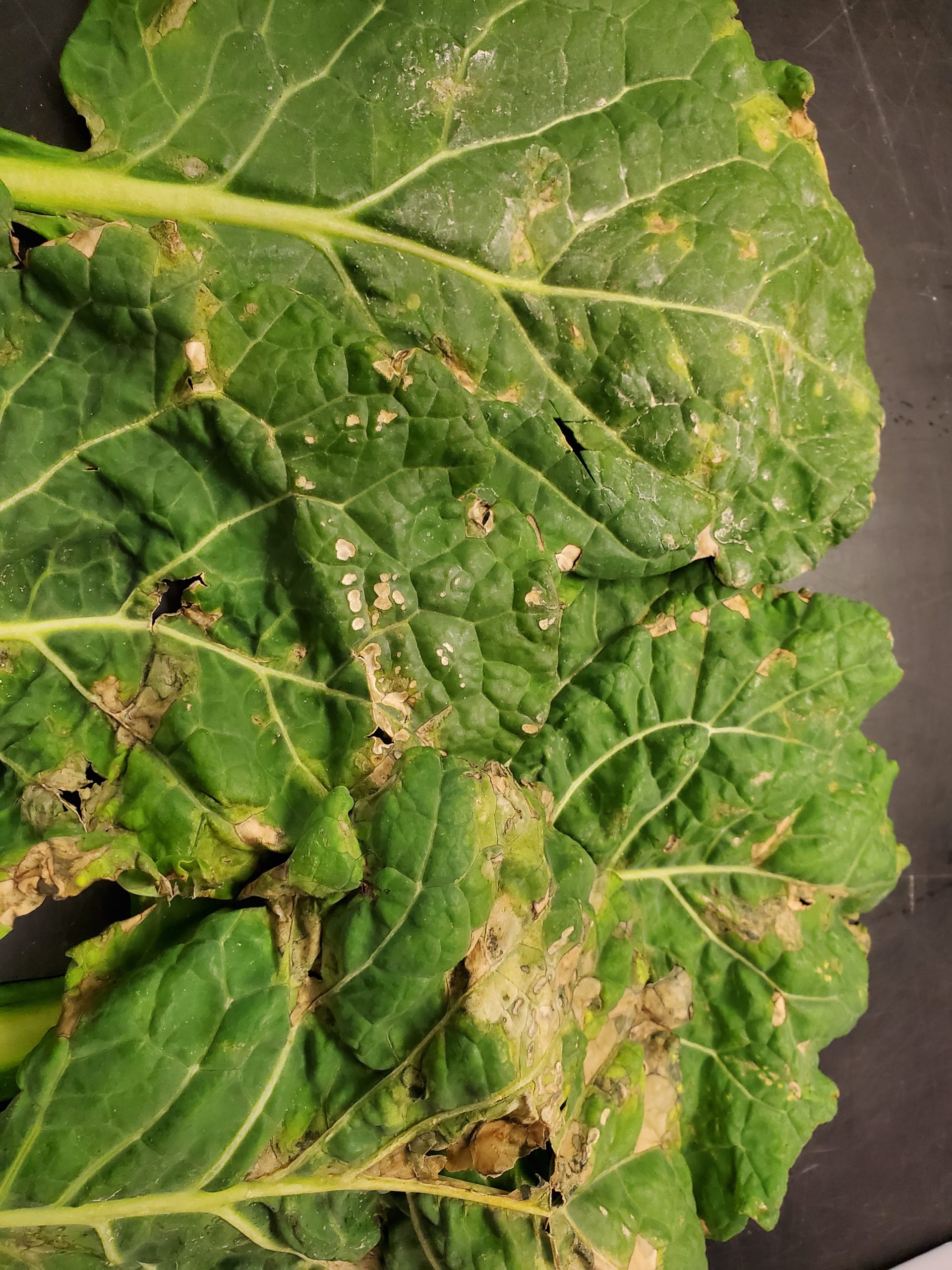 Vegetable Disease Update – 4/21/20 — Plant & Pest Advisory