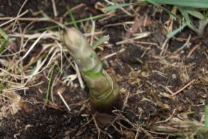 Cold injury in emerging asparagus