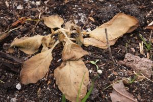 Freezing of young potato plant