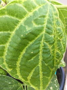 Freeze damage caused by ice crystal formation in veins of snap bean