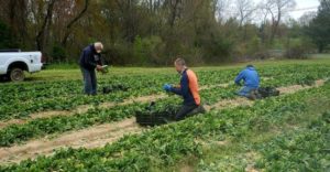 Harvesting crops