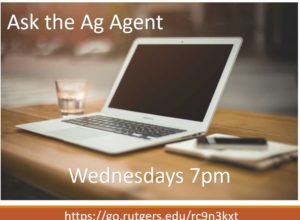 Ask the Ag agent