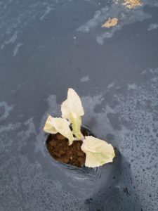 Cold injury on young cauliflower plant
