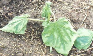 Cold injury on young cucumber plant