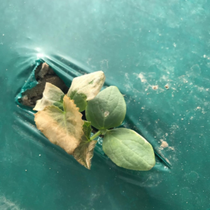 Cold injury on cucumber seedling