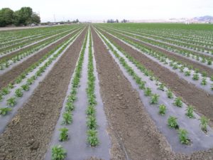 Crops covered with plastic protection
