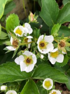 Frost damage in strawberry