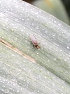 Spider on leaf