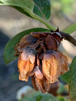 Botrytis infection on blossom