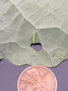 Diamondback moth larvae leaf