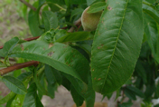 Peach leaf bacterial infection