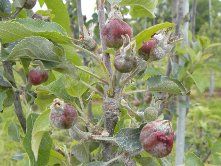 Frost Protection in Orchards What Should You Monitor? — Plant & Pest