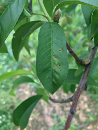 Copper injury to peach leaf