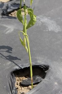 pepper transplant on plastic mulch with stem burn