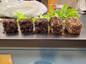 Root growth in tomato transplants