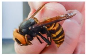 Asian Giant Hornet