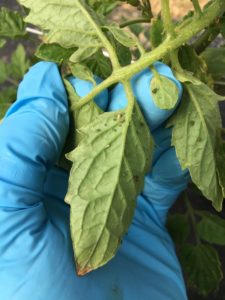 Aphids on a tomato leaf