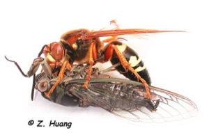 Asian Giant Hornet