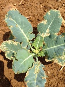 Flea beetles