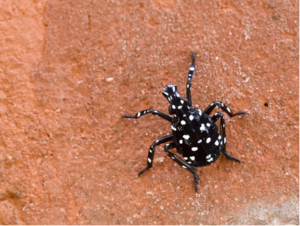 Spotted Lanternfly Nymphs