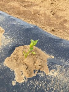 Sapling growing in mulch