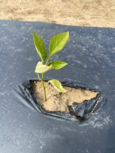 Sapling growing in mulch