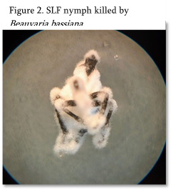 Bug under a microscope