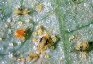 Two spotted spider mites