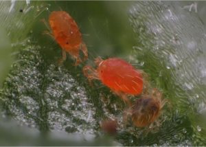 Two spotted spider mites