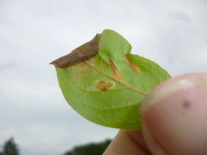 Symptom of Azalea Leafminers