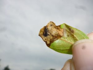 Damaged Azalea leaf