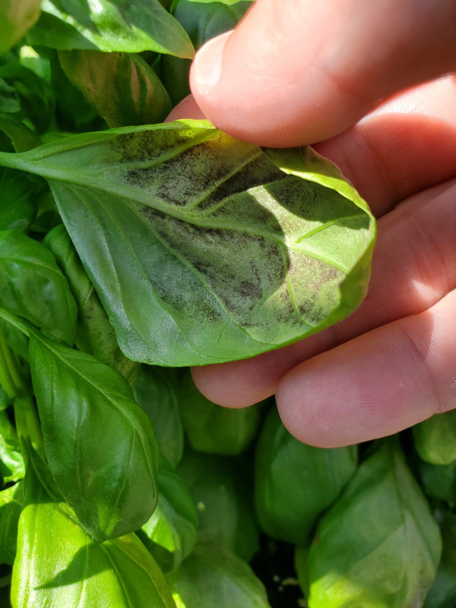 Basil downy mildew found in New Jersey – ALERT 6/18/24 — Plant & Pest ...