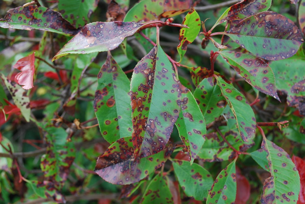 Prevailing landscape disease; Entomosporium Leaf Spot on woody