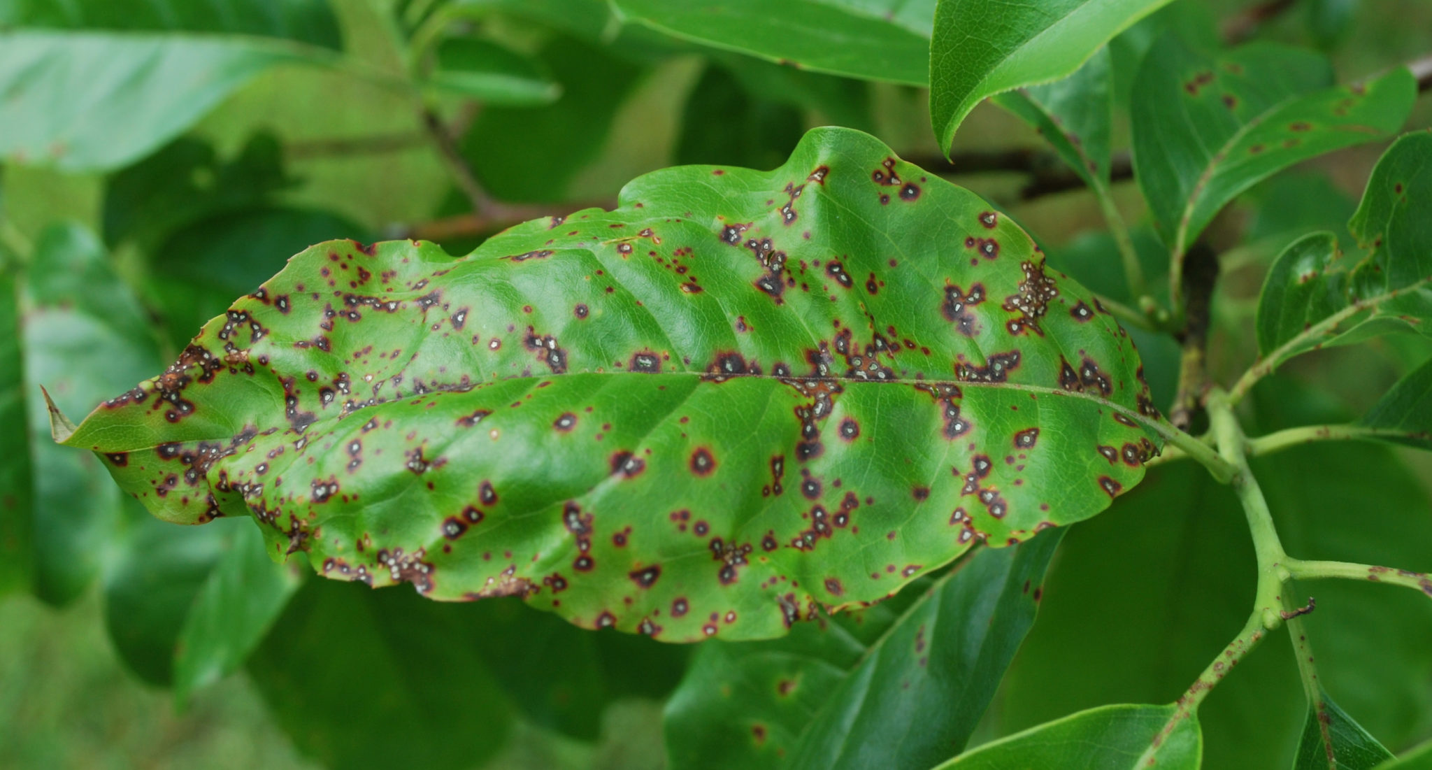 Prevailing landscape disease; Entomosporium Leaf Spot on woody ...