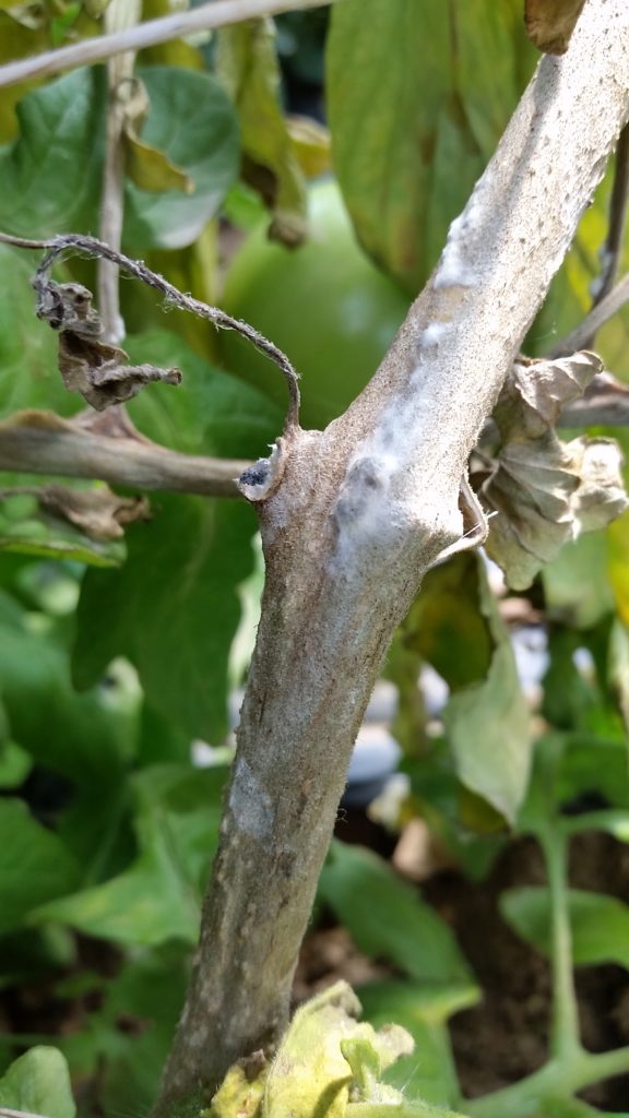 White mold tomato up — Plant & Pest Advisory